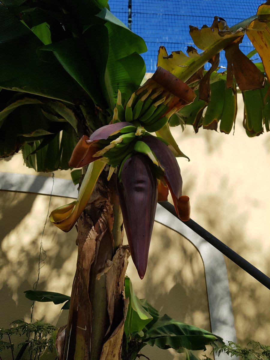 Mathsblackcat's tweet photo. So that is what bananas look like when they start growing @SeahamMaths @Emberfirefamily https://t.co/DVBQFxcNg9
