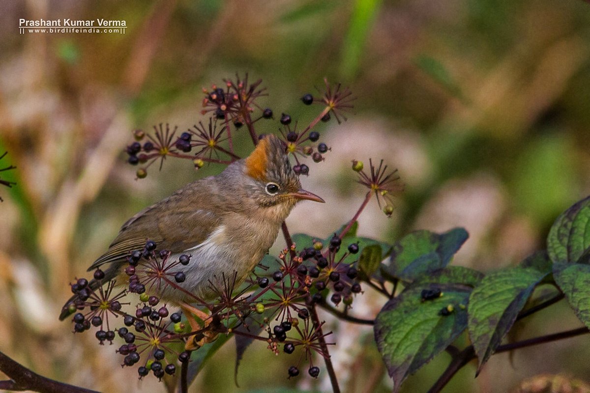 Rufous-vented Yuhina (Yuhina occipitalis)
Dzuluk, East Sikkim
Oct 2016
|| birdlifeindia.com ||
#yuhina #birdsofindia #birdwatching