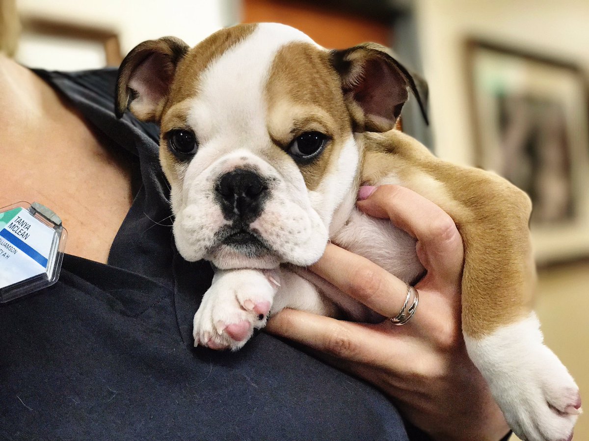 WilliamsonCtyAH's tweet photo. We've seen so many puppies lately! 🐾🖤 Meet Dak &amp; read up on some puppy tips on our blog! #PetsOfWCAH  https://t.co/Sui7dXfcWm https://t.co/NxIPaMRKnJ