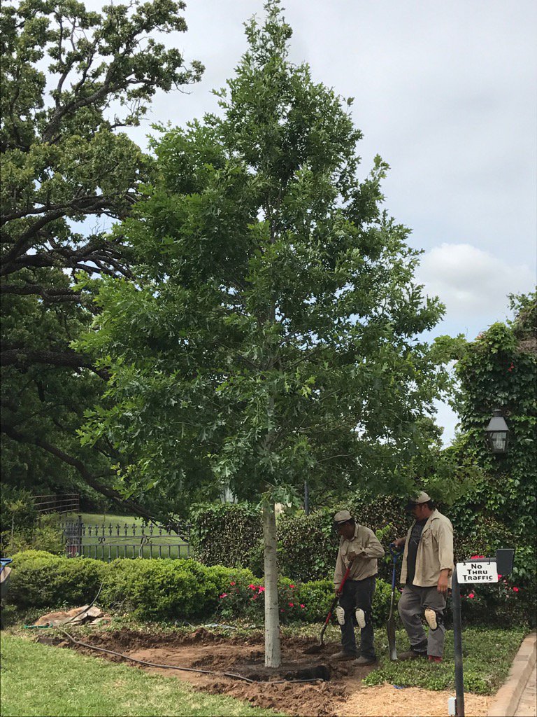 superiorlawn87's tweet photo. Beautiful 200 gal. Red oak https://t.co/PlyMMTZKA1