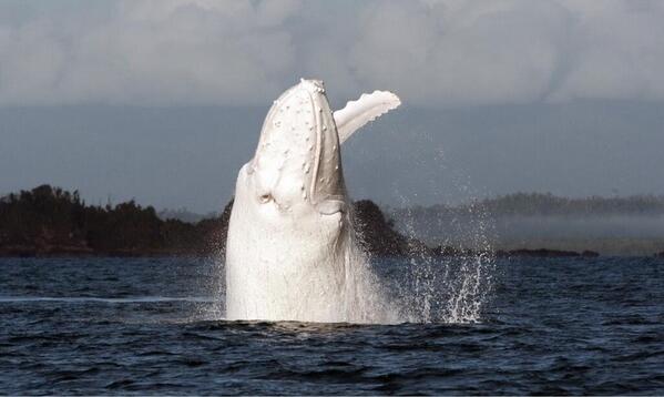 Very rare sighting of one of the few albino whales left on earth. This is amazing! 🐳☉🌊