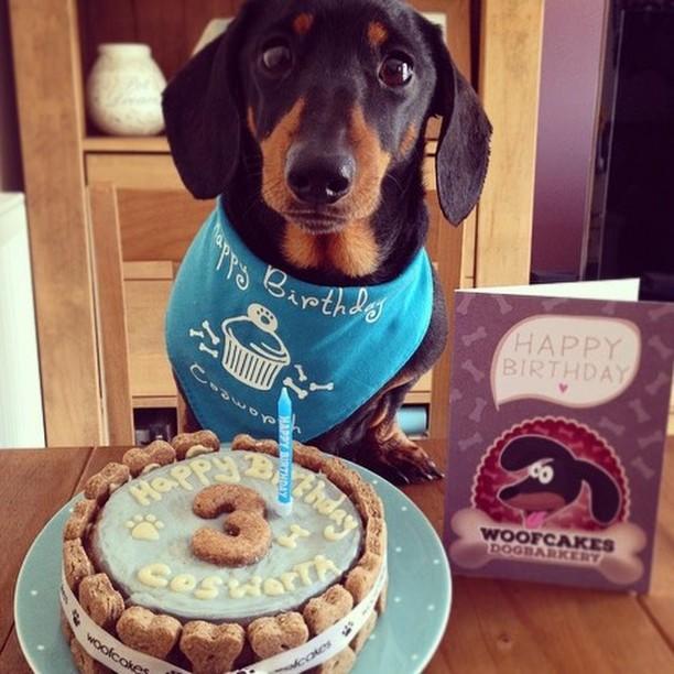 I got cake my human is the best happy birthday to me #sausagearmy #dogbirthday #dogsoftwitter #Dogfamily