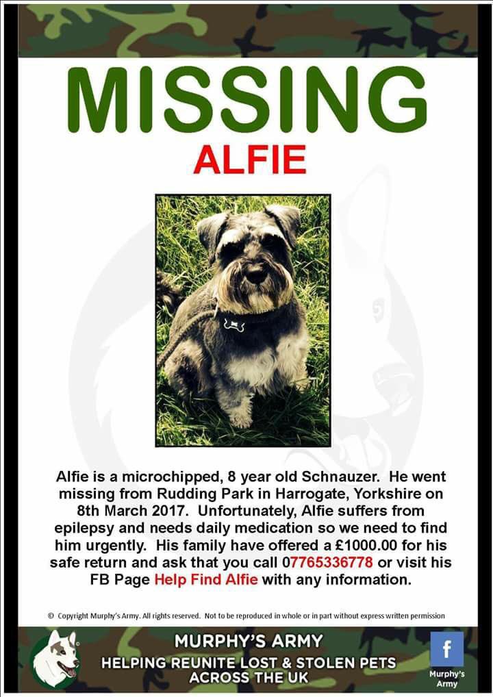 LisaLisaw1's tweet photo. #MissingAlfie #Epileptic #MiniatureSchnauzer #RuddingPark #Harrogate #Yorkshire 08.03.17 #FindAlfie #SchnauzerGang https://t.co/dwleaWH7cT https://t.co/5sEMlRarIC