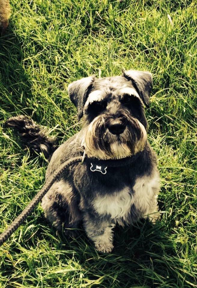 LisaLisaw1's tweet photo. #MissingAlfie #Epileptic #MiniatureSchnauzer #RuddingPark #Harrogate #Yorkshire 08.03.17 #FindAlfie #SchnauzerGang https://t.co/dwleaWH7cT https://t.co/5sEMlRarIC