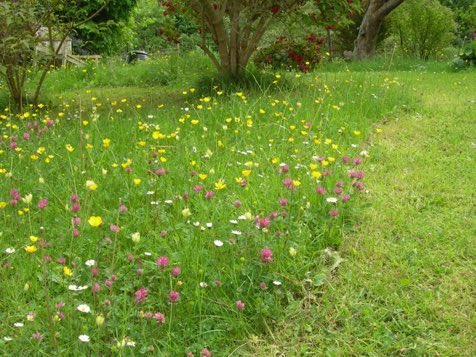 LGSpace's tweet image. Please help hard-pressed #pollinators by leaving a patch of grass to flower! Pic via @BumblebeeTrust #bumblebees #savethebees #butterflies