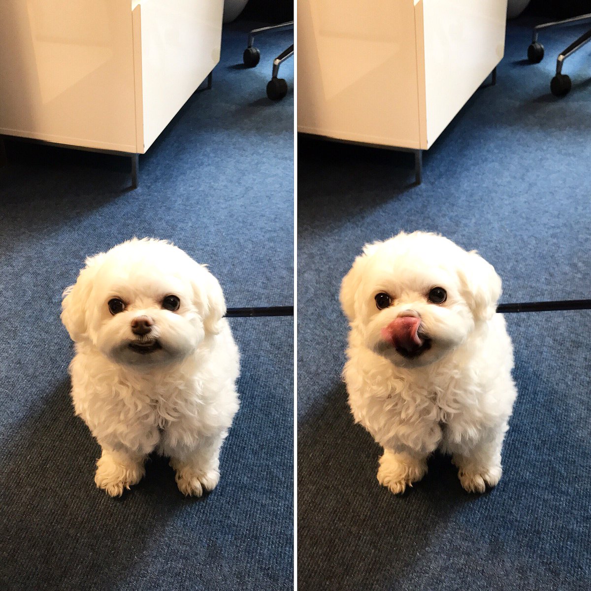 WMSPapts's tweet photo. Love is wet noses, sloppy kisses &amp; wagging tails 🐶💙 

#DogsOfWatermarkSeaport #SeaportDogs #PhotoOfTheDay #PetFriendly #FurryFriends https://t.co/GAR6x4EZod