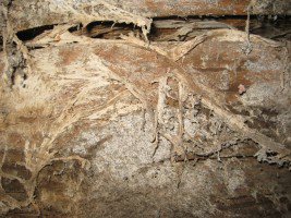 How to identify and control #dryrot goo.gl/KfDxVR