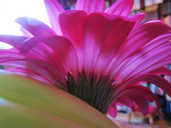 larssonzita's tweet photo. New artwork for sale! - "Sweet Gerbera" - https://t.co/IuCG9rdB5N @howdoyoupixels https://t.co/UdBncIGTiY