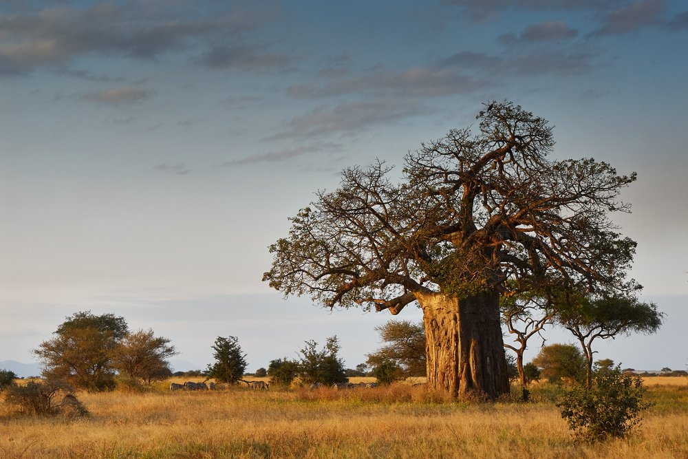atacorawellness's tweet photo. #BaobabPowder is a powerful antioxidant loaded with Vitamin C, Calcium, Potassium and Prebiotic Soluble Fiber! #baobabmagic #baobab https://t.co/NCBXa39deY