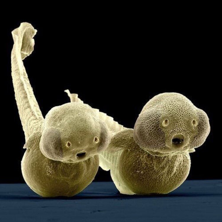 carinbondar's tweet image. Zebra fish embryos look pretty shocked! #DevelopmentalBio #biology Photo: Jurgen Berger, Manhedra Sonawane
