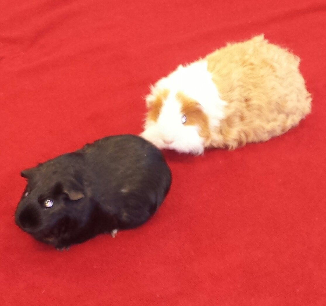 nlpsFDK's tweet photo. Interest in pets is emerging. Thanks to E for sharing his pets with us! Votes are in, our class pet will be a dog! πΆπ #coconstructedlearning https://t.co/9s1a7DwNhf