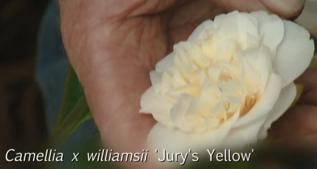 @Tikorangi meanwhile on BBC Beechgrove Garden tonight, an NZ connection with Jury's Yellow getting a mention for it's current flowering in Scotland...