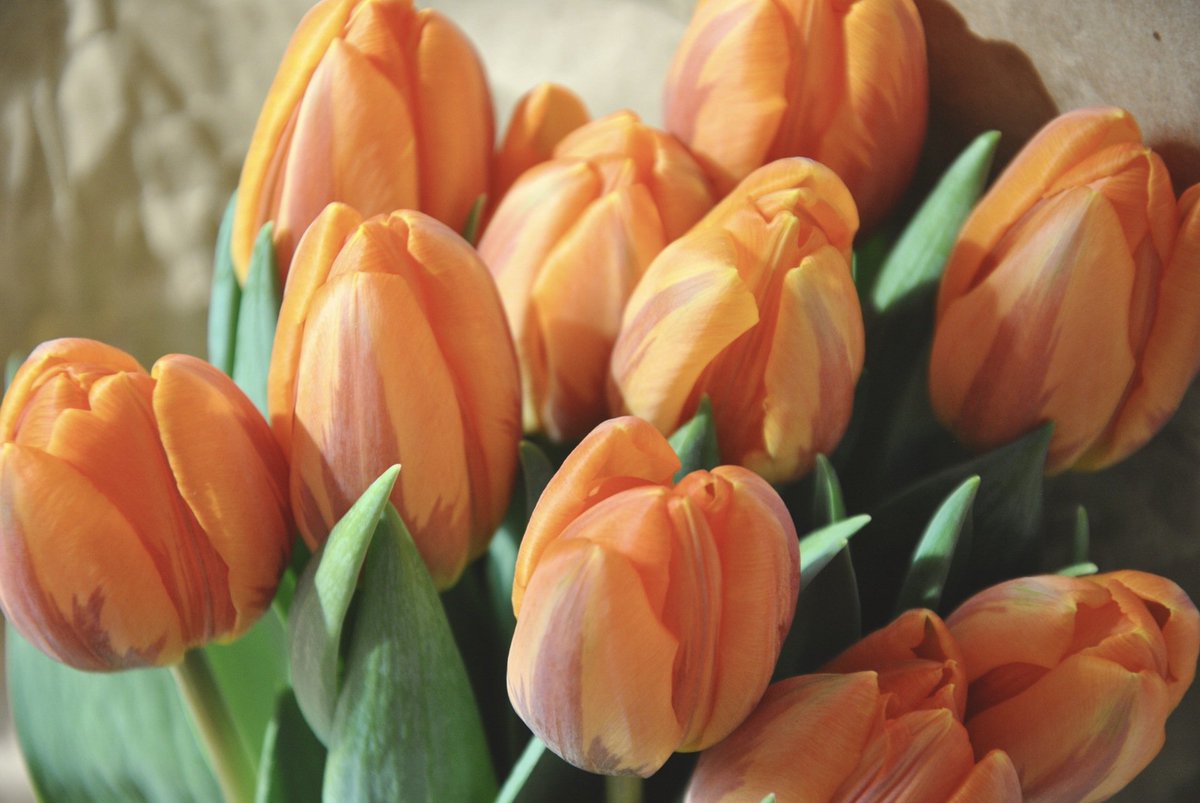 travellersknow's tweet photo. #Flowers for #Mom. https://t.co/GqnsIAtU2o