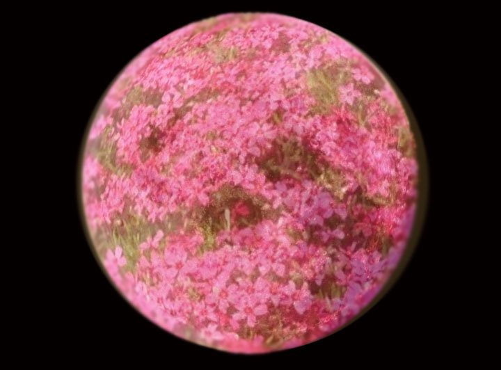 sookietex's tweet photo. @FSBull @blue_angel0126 @DebsSweet @MariaPulk @KSmith6548 @Emmie12750 SweetDreams ~ 😊Howling at the #PinkMoon aka #GroundFloxMoon #EggMoon #FishMoon #SproutingGrassMoon [image mashup via @FarmersAlmanac ] https://t.co/VcZaQjXgiM