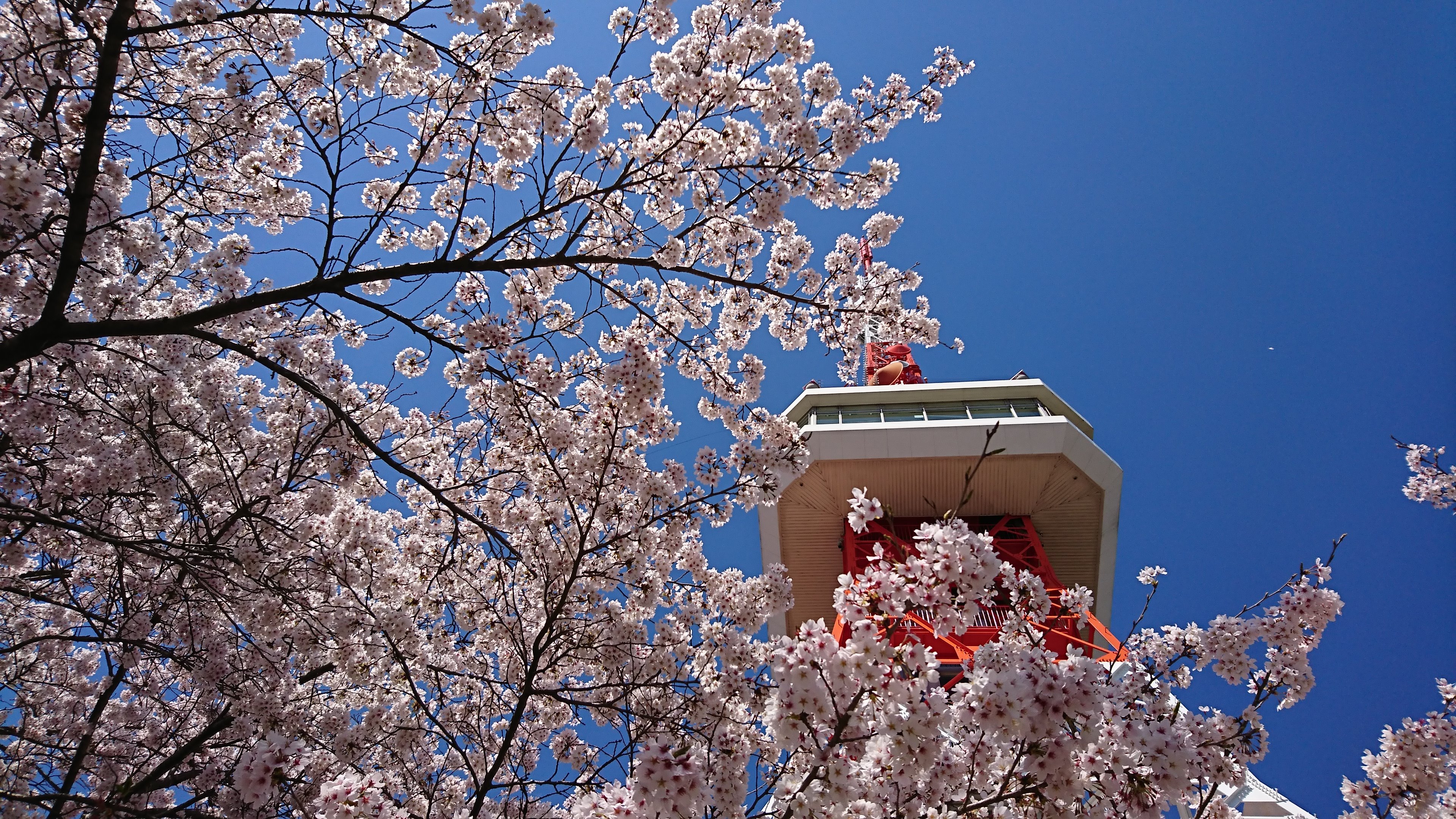 宇都宮八幡山公園 Twitter Search Twitter
