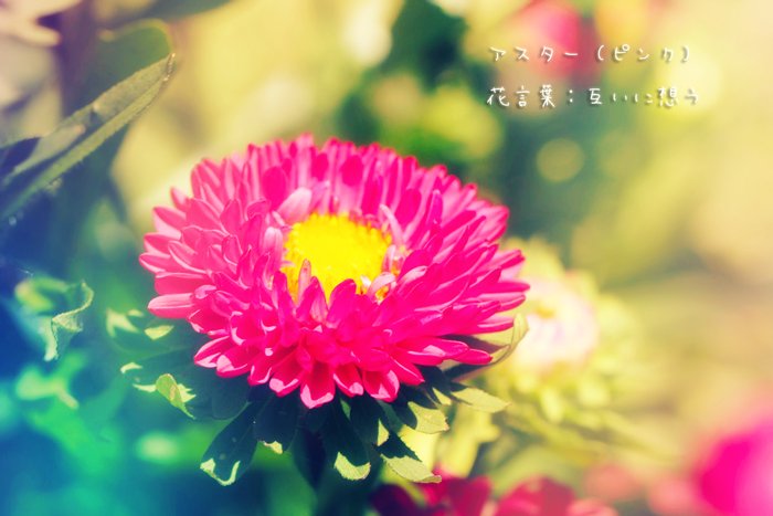 君に贈る誕生花 9 1 アスター ピンク 花言葉 互いに想う 9 2 マリーゴールド 白 花言葉 可憐な愛情 9 3 コスモス 花言葉 愛や人生がもたらす喜び 9 4 ガイラルディア 花言葉 明るい人柄