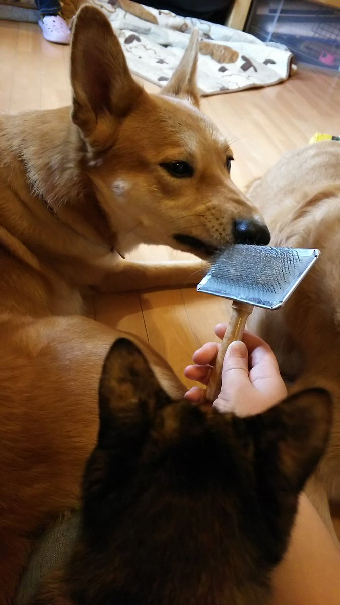 アニマルcafeけだま Pa Twitter おはようございます ブラッシングブラッシング 柏 逆井 常盤平 犬カフェ 猫カフェ Catcafe Dogcafe 猫と犬 犬と猫 猫好きさんと繋がりたい 犬好きさんと繋がりたい 大型犬カフェ アニマルcafeけだま Pa Twitter おはようございます ブラッシングブラッシング 柏 逆井 常盤平 犬カフェ 猫カフェ Catcafe Dogcafe 猫と犬 犬と猫 猫好きさんと繋がりたい 犬好きさんと繋がりたい 大型犬カフェ