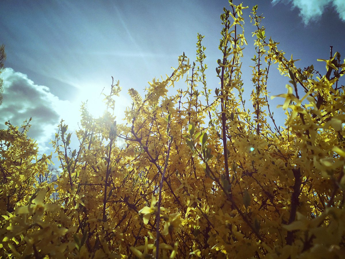 passion_isa's tweet photo. Adopt The Pace Of Nature 
Her Secret Is Patience ❣️

#Photographie #Sun #Sky #Clouds   #Passion #Flowers #MyEyesLove 

Blessyia ❣️ https://t.co/XE7zCrvR9p