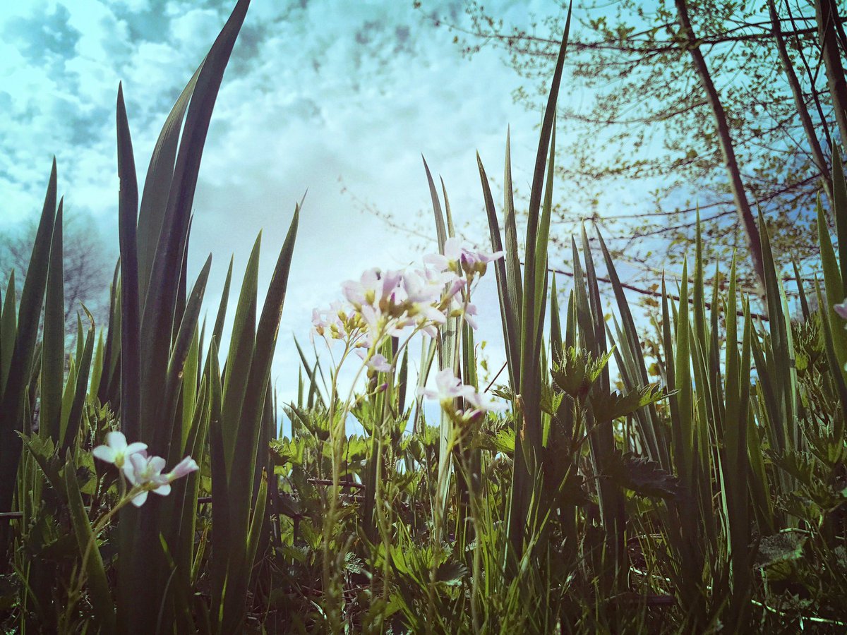 passion_isa's tweet photo. Adopt The Pace Of Nature 
Her Secret Is Patience ❣️

#Photographie #Sun #Sky #Clouds   #Passion #Flowers #MyEyesLove 

Blessyia ❣️ https://t.co/XE7zCrvR9p