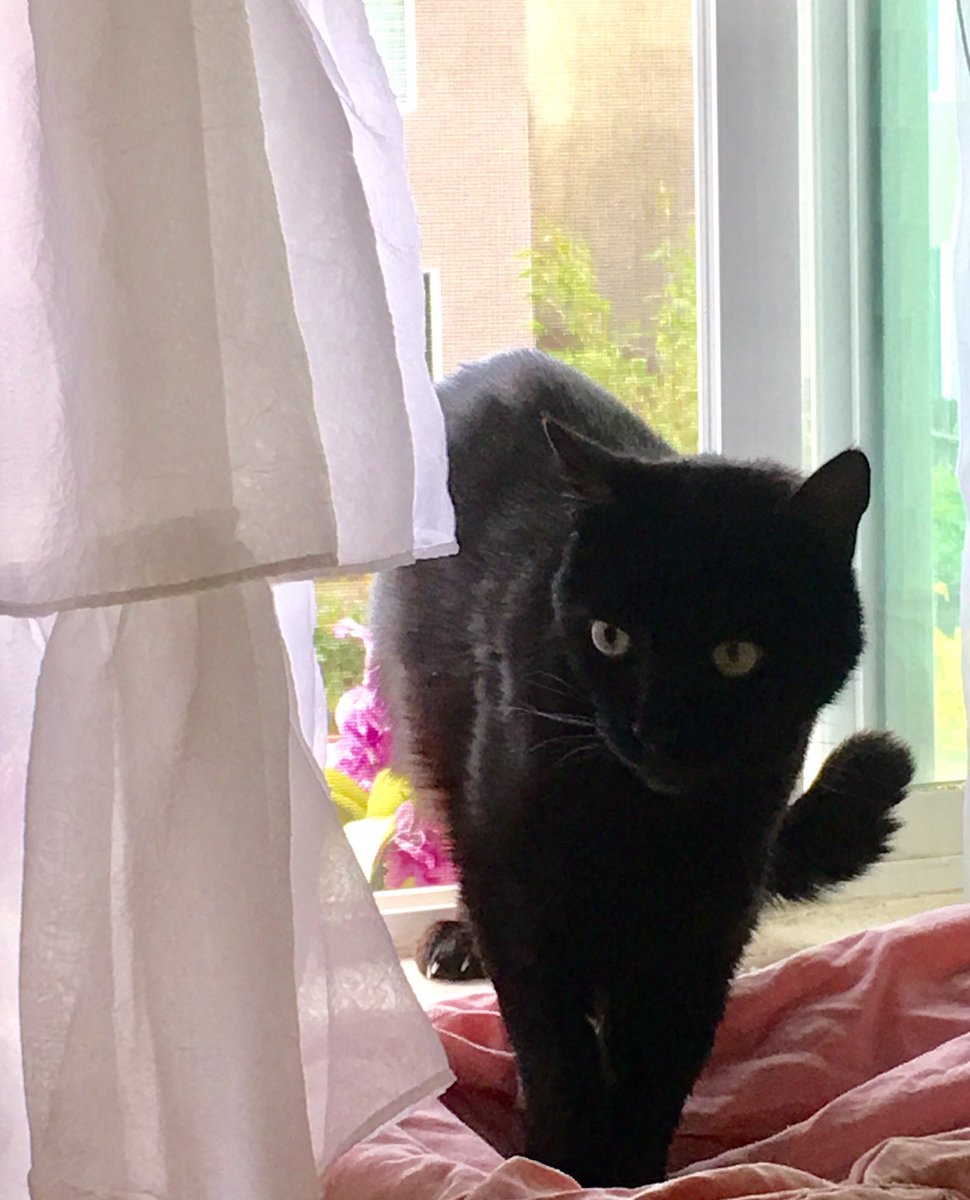 katmac559's tweet photo. #MrBinx #BlackCat https://t.co/w1EykJArON
