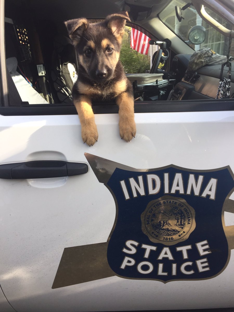 ISPEvansville's tweet photo. Rosie loves having her picture taken. She's doing a great job with training too. https://t.co/5z5F18jb4R