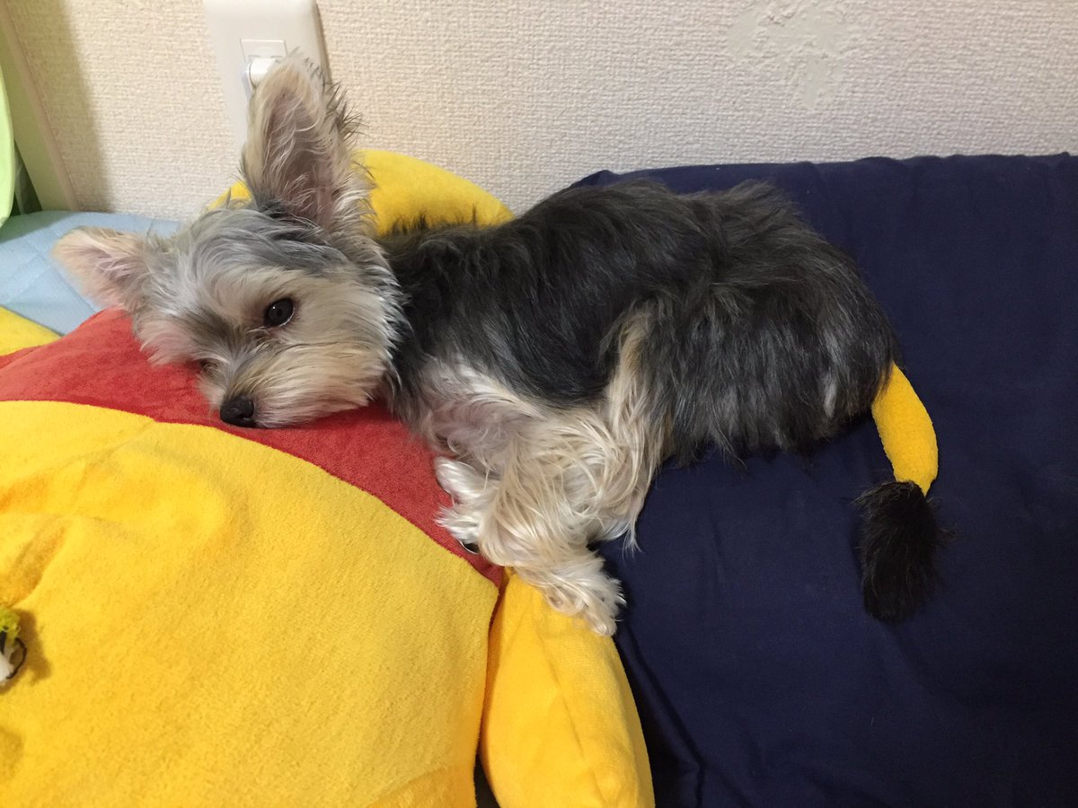 マルキー Twitter પર ルナ ままー しっぽ痛いです ママ ごめんね ソファーにのぼるの失敗してお尻から落ちてしっぽ 脱臼しちゃったんだよ T T すぐ病院行ったけど神経も傷ついてるって ママ大泣きして でも治るわけなくて しっぽ切ることになっちゃった マルキー Twitter પર ルナ ままー しっぽ痛いです ママ ごめんね ソファーにのぼるの失敗してお尻から落ちてしっぽ 脱臼しちゃったんだよ T T すぐ病院行ったけど神経も傷ついてるって ママ大泣きして でも治るわけなくて しっぽ切ることになっちゃった