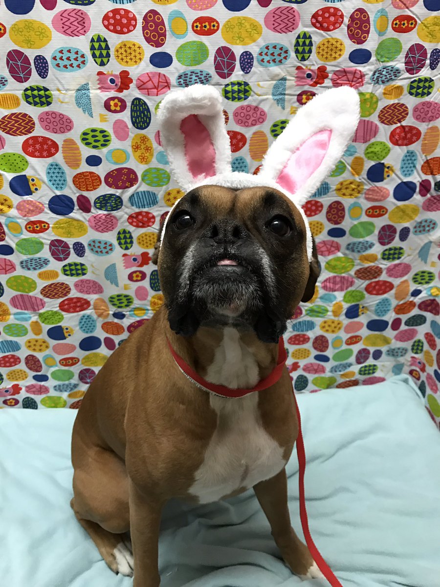 Did someBunny say snacks?! 🐣💐🌷 <a href="/PetSmart/">PetSmart</a> <a href="/JRA_Belding/">Jacob Belding</a>