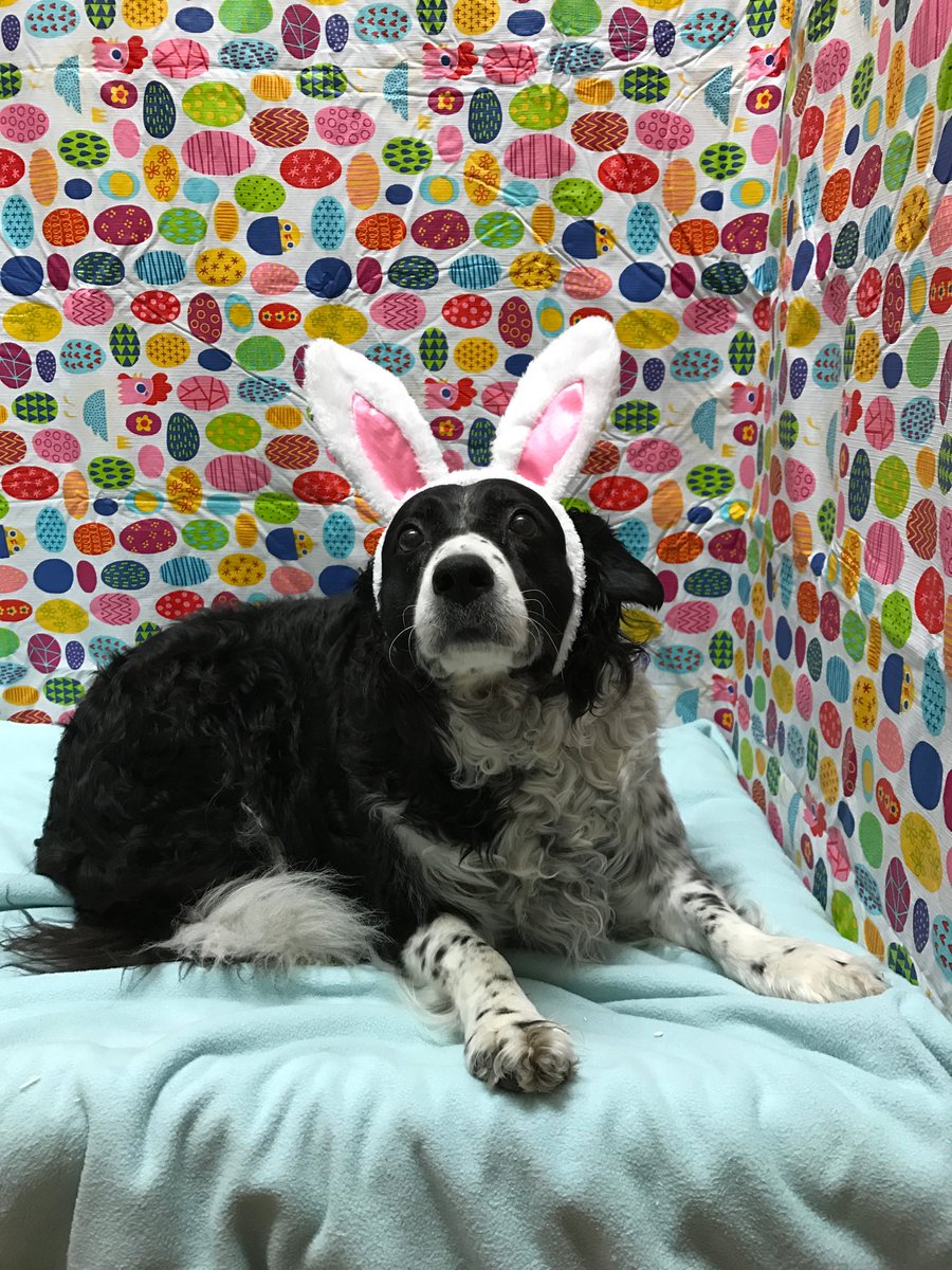 Murphy had lots of fun today at our Easter Day Camp party! 🐣🌺🌷 <a href="/JRA_Belding/">Jacob Belding</a> <a href="/PetSmart/">PetSmart</a>