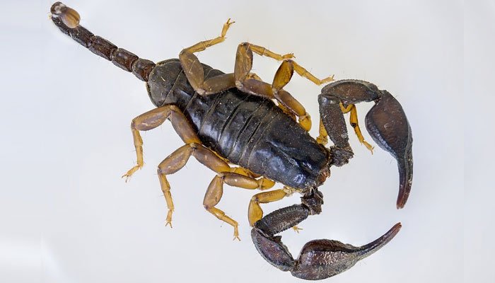 WBRCnews's tweet image. Scorpion stings United Airlines passenger dlvr.it/NtVMPy