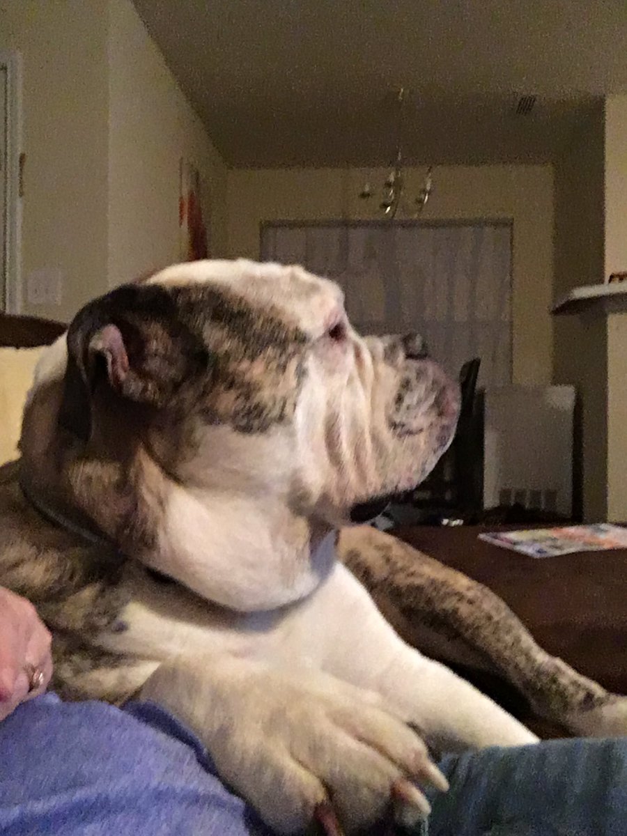 Ludakrisi's tweet photo. Coach watching the @PredsNHL game 😂😂 #DogsLoveHockey #StandWithUs #BarkWithUs https://t.co/uIvBxwrGHr