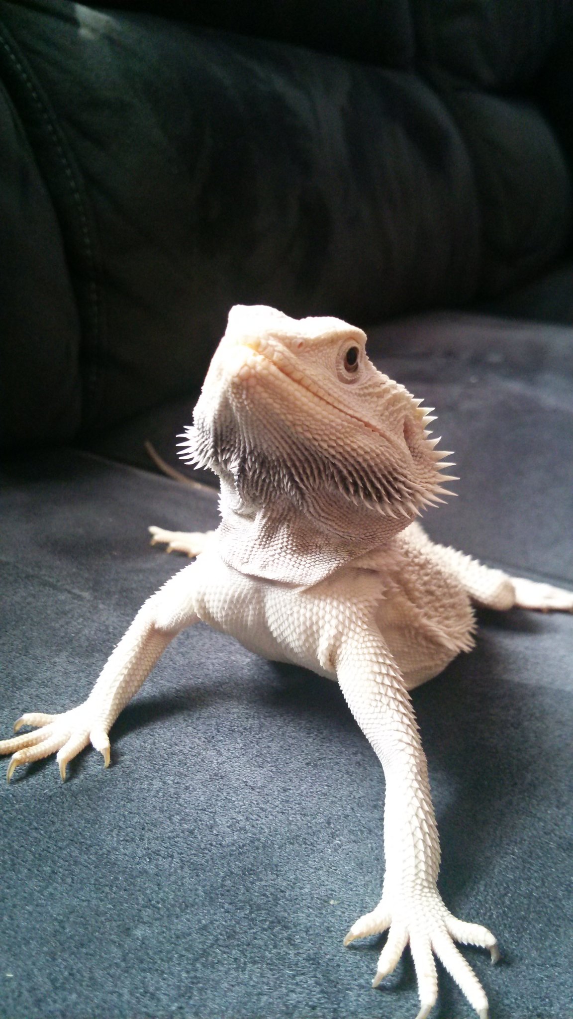 アオリの冷徹 障泥烏賊 この時代の名を白ひげと呼ぶ ワンピースのエドワード ニューゲイト 彼の名も白ひげ Www でも家の白ひげは弱いです W O W 笑っ フトアゴヒゲトカゲ フトアゴヒゲトカゲゼロ 熱帯魚 爬虫類好きと繋がりたい T Co Abzglnyrmv アオリの冷徹 障泥烏賊 この時代の名を白ひげと呼ぶ ワンピースのエドワード ニューゲイト 彼の名も白ひげ Www でも家の白ひげは弱いです W O W 笑っ フトアゴヒゲトカゲ フトアゴヒゲトカゲゼロ 熱帯魚 爬虫類好きと繋がりたい T Co Abzglnyrmv