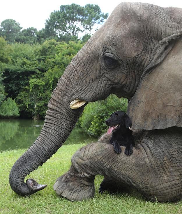 shopivoryella's tweet photo. "Animals can't form friendship bonds" https://t.co/sicdO9hmyA