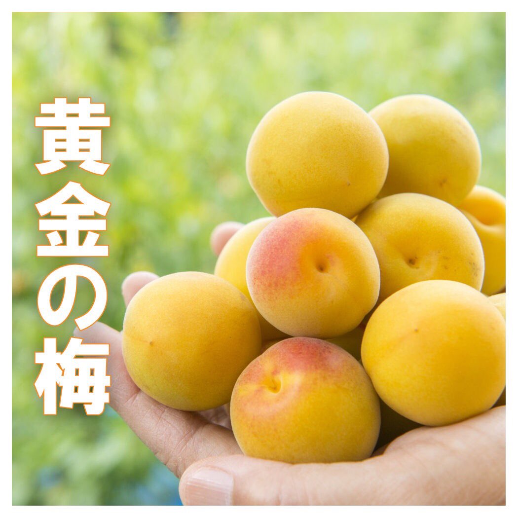 自然落下の梅hashtag