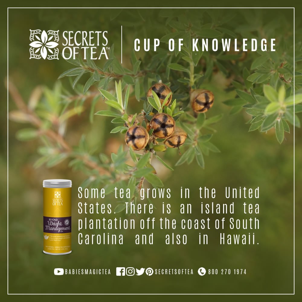 SecretsofTea's tweet photo. Some tea grows in the United States. #cupofknowledge #secretsoftea #organictea https://t.co/gqzP6v4T2q