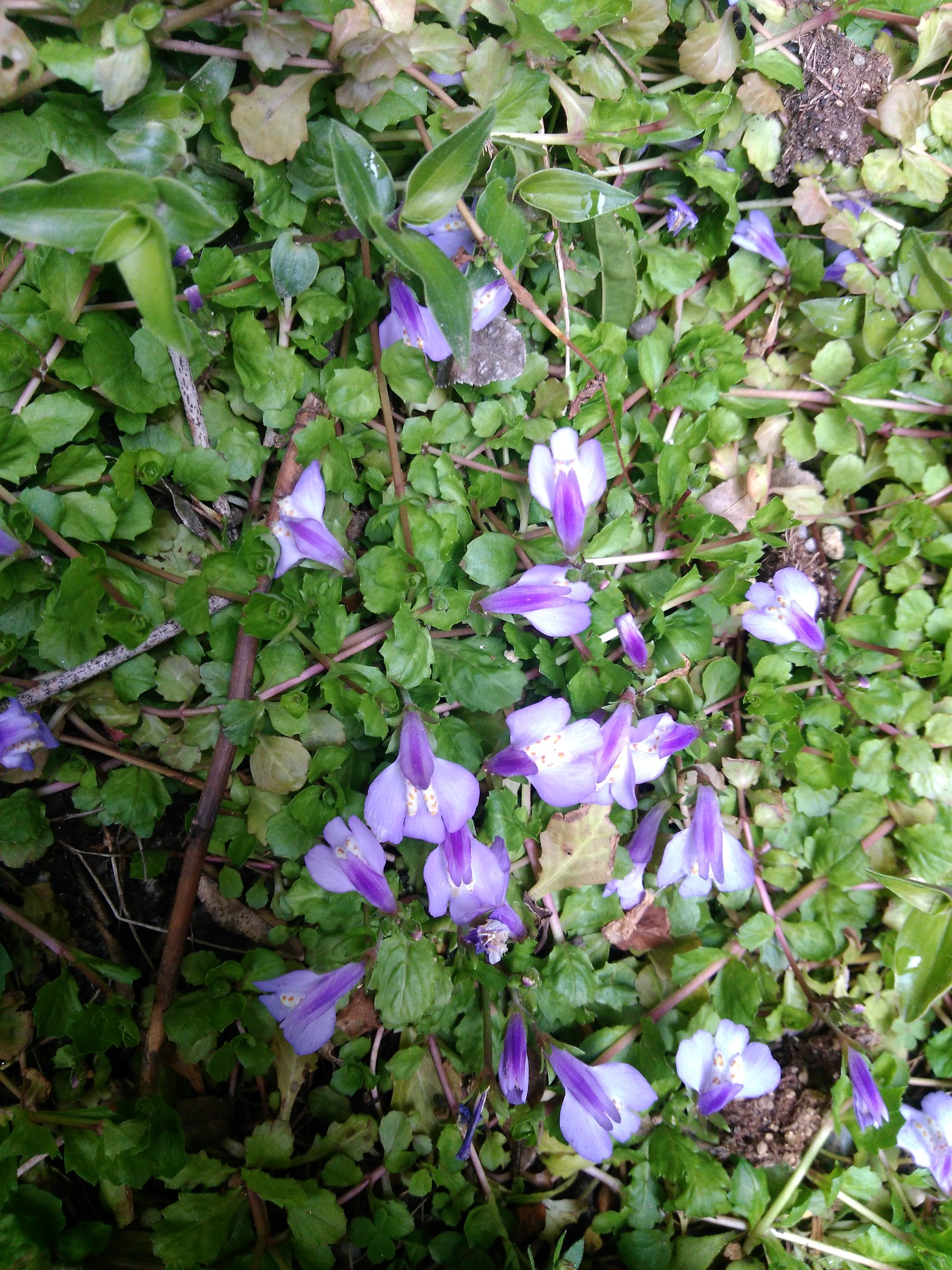 Hirakun Twitterren ゴマノハグサ科 ムラサキサギゴケの花 春は原色の黄色や赤が似合うけれど やはり青い花に惹かれる 園芸植物のネメシアも 同じ科 かつては桐も同じ分類 ムラサキサギゴケ 春だけその存在に気づく花 T Co Kf8huq9gll Twitter