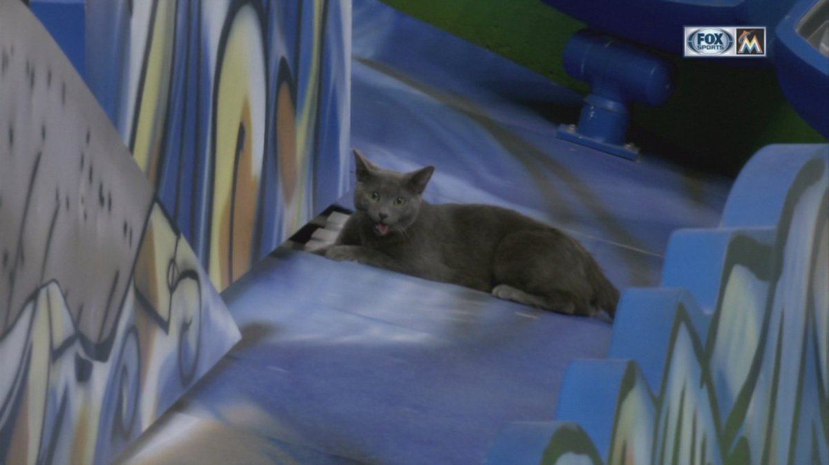 According to the Marlins, the Rally Cat has been adopted by a member of the front office... bit.ly/2odGVuu https://t.co/DsW5nTC1UT