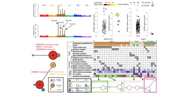 MarkGerstein's tweet image. New lab paper in @PLOSGenetics w/ @ShantaoLee Whole-genome analysis of pRCC finds significant #noncoding alterations journals.PLOS.org/plosgenetics/a…