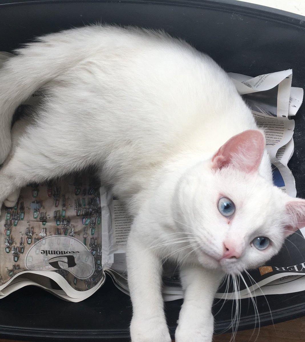 Mijn kleine dappere sneeuwvos Julius is vermist. Laatst gezien in #Vondelpark. Hij is doof en erg angstig. RT = lievv #katvermist