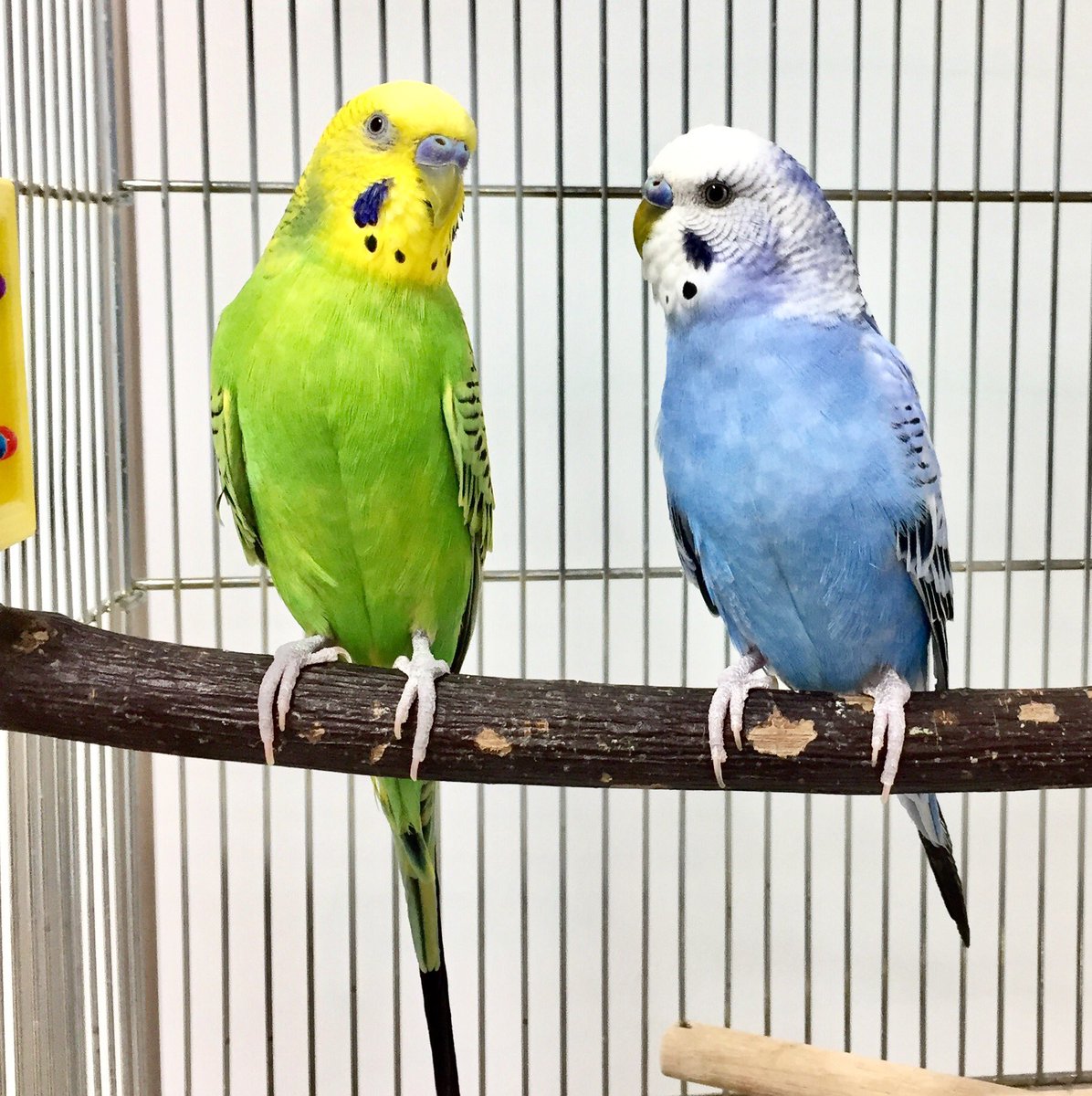 大阪ペピイ動物看護専門学校 Gwスペシャル 行っとく Ao入試の面接対策もやるらしいよ 体験は2種類だって とか言ってるわけないと思うけど 笑 T Co M7j0as9xgo 動物 看護 ペピイ オープンキャンパス Gw スペシャル Ljk Sjk