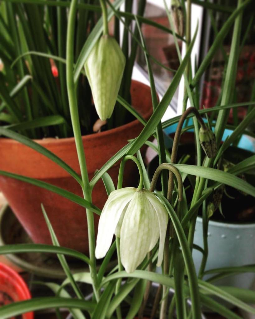 soshanau's tweet photo. One of the white #fritillariameleagris is in bloom! #snakesheadfritillary #balconygarden #balconygardening #inbloo… https://t.co/RhcyNPgy8A https://t.co/xYijqwakGZ