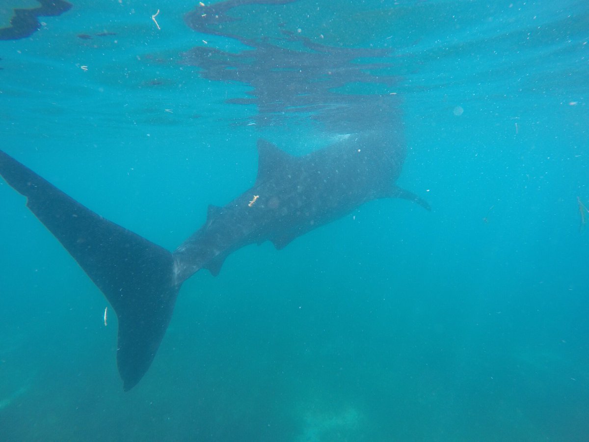 ponkotsuss's tweet photo. I swum with whaleshark in Oslob.
I will go back to Japan 2 weeks latter.
#whaleshark #Philippines #sunban #dark #skin #Oslob #enjoyed https://t.co/xg5l0xvyl7