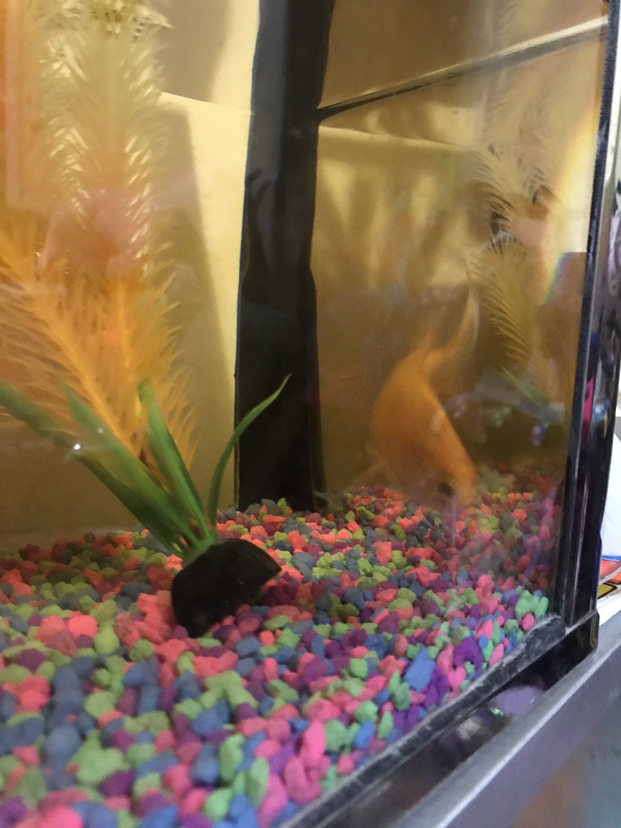 thecatGibson's tweet photo. Goldie the fish sure looks delicious! #ParxPets2017 https://t.co/Ic535giivL
