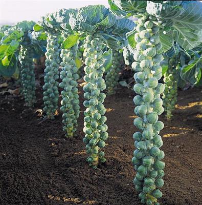 芽キャベツの摘み取られる前の姿が衝撃的すぎて悲鳴上がる こわっ 地球の植物とは思えない Togetter 芽キャベツの摘み取られる前の姿が衝撃的すぎて悲鳴上がる こわっ 地球の植物とは思えない Togetter