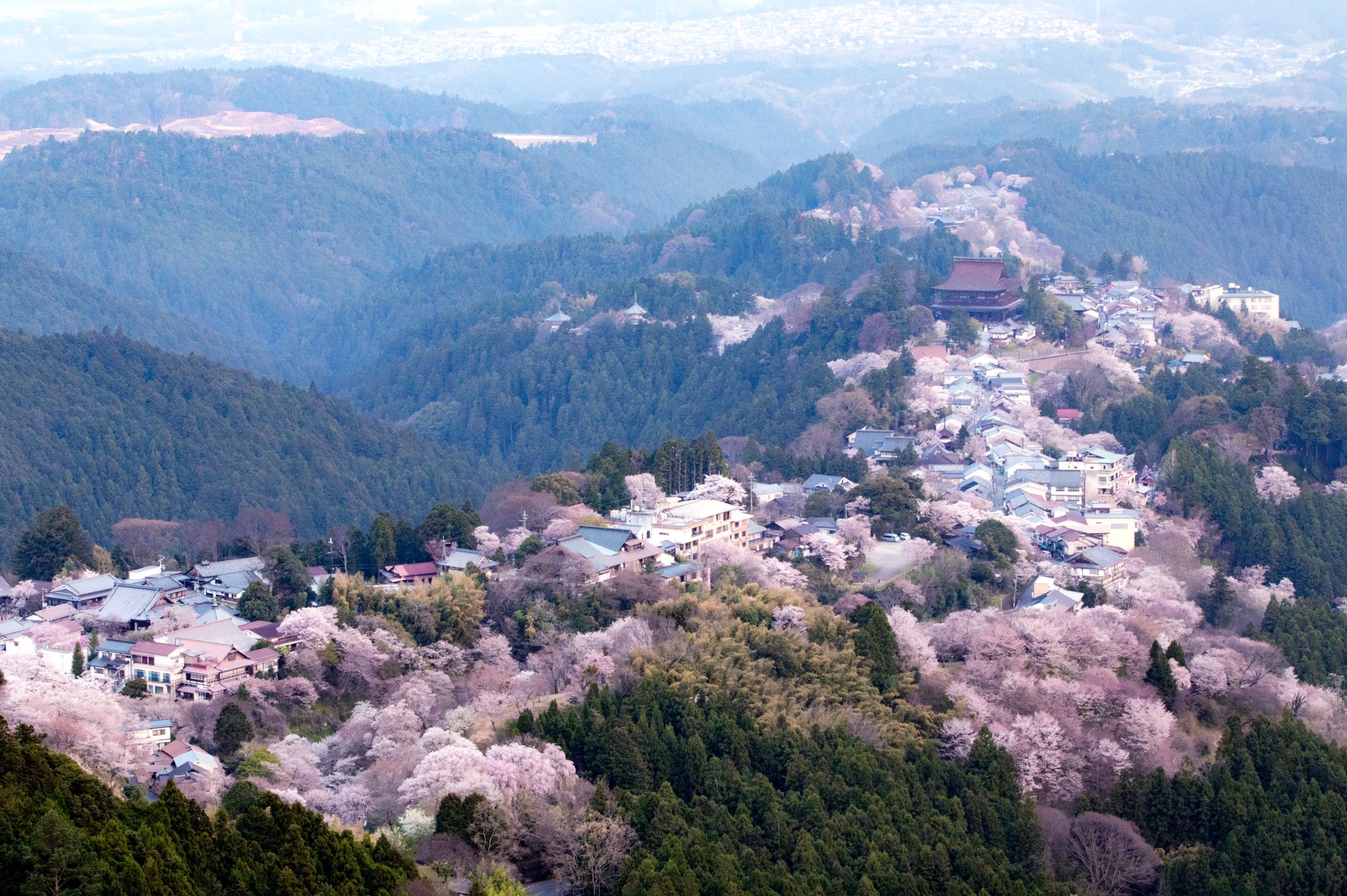 Y Kako 吉野山の桜 日の出前から日の出直後 中千本の桜は見頃を迎えてました 吉野桜 吉野山 桜 千本桜 花矢倉展望台 T Co 4xqvweekbs Twitter