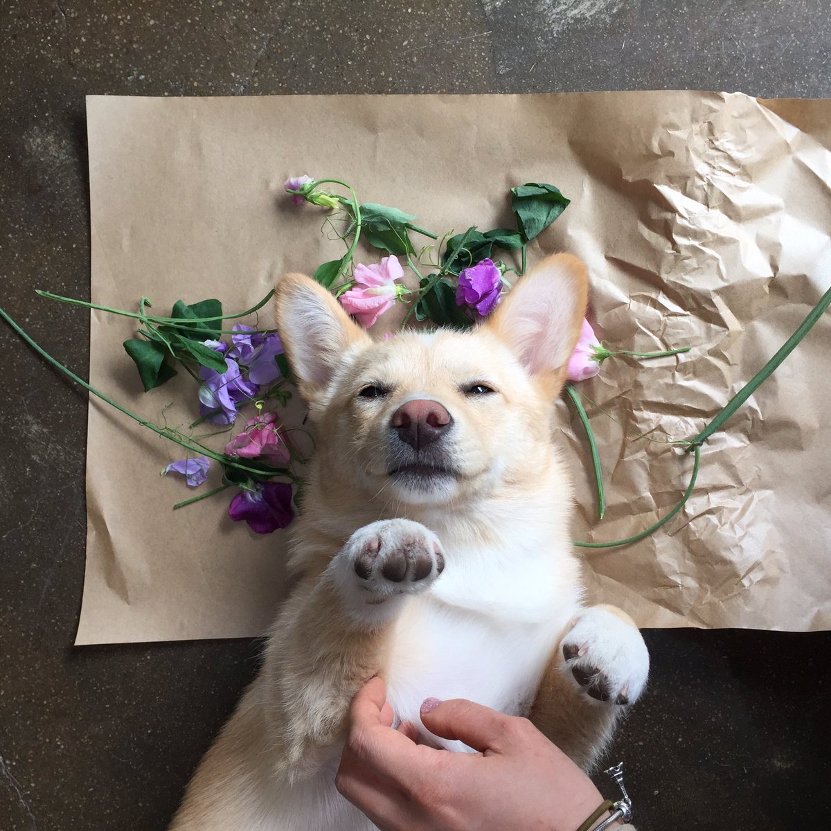 Hellonoona's tweet image. 이건 여기도 올려야해. 꺾인 꽃 정리해서 압화라도 할까 종이위에 모아놓으니 지가 베고 누워서 나 좀 볼래? 이럼