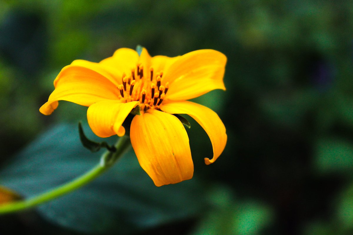 arias772's tweet photo. #camshoot #nature #flowers La bella estรก en las pequeรฑas cosas :) https://t.co/QO6UDrmvFq