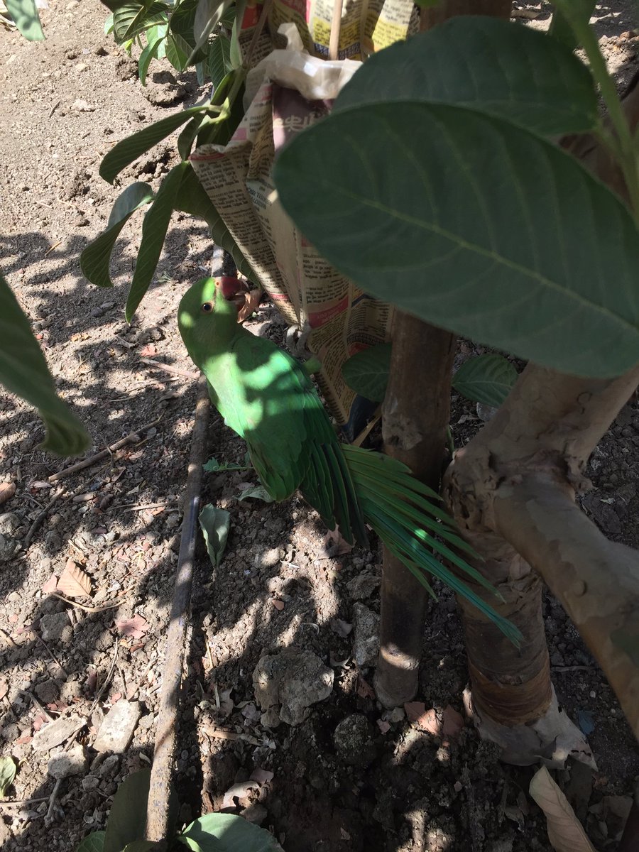 JDkrashifirm's tweet photo. The parrot had fallen into the pond. We pulled him out but now he is not able to fly.
#Jaydeep_Krashi_Firm #Guava
#JDKF https://t.co/2AB0Y8IevB