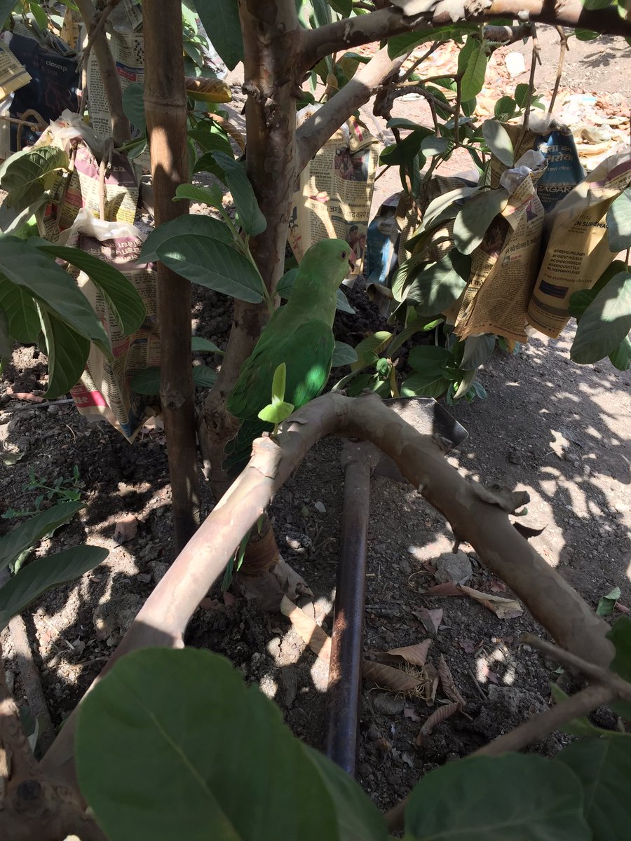 JDkrashifirm's tweet photo. The parrot had fallen into the pond. We pulled him out but now he is not able to fly.
#Jaydeep_Krashi_Firm #Guava
#JDKF https://t.co/2AB0Y8IevB