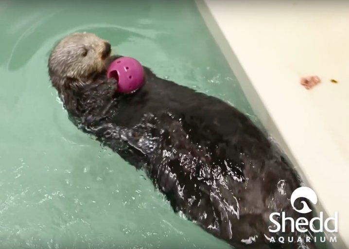 Slate's tweet photo. Watch an adorably intelligent sea otter demolish a puzzle for a treat: https://t.co/rLnaUxUw91 https://t.co/oucl5Pav37