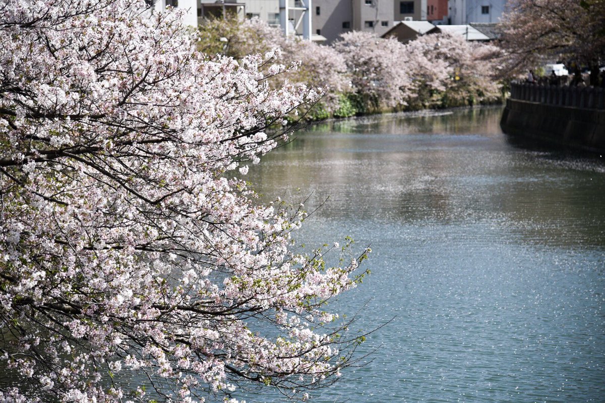 とみーせぷたん 写真用 天神中央公園の桜 だいぶ散ってしまいましたね 天神中央公園 桜
